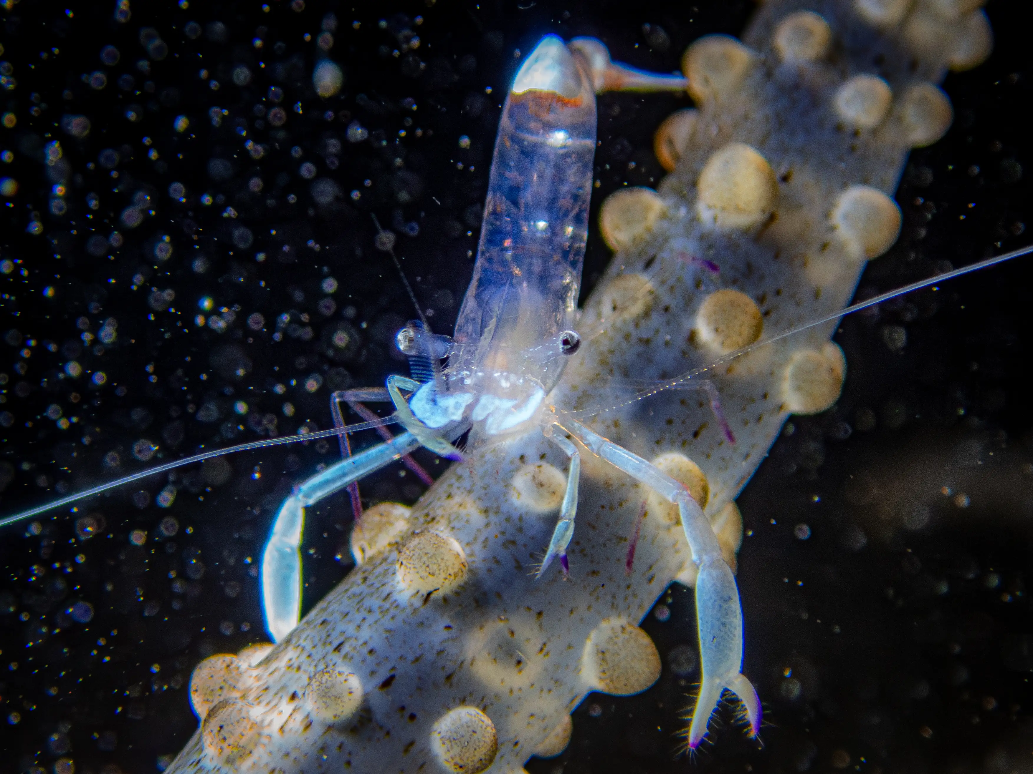 Glass shrimp - La tortue house reef - 12m - night dive